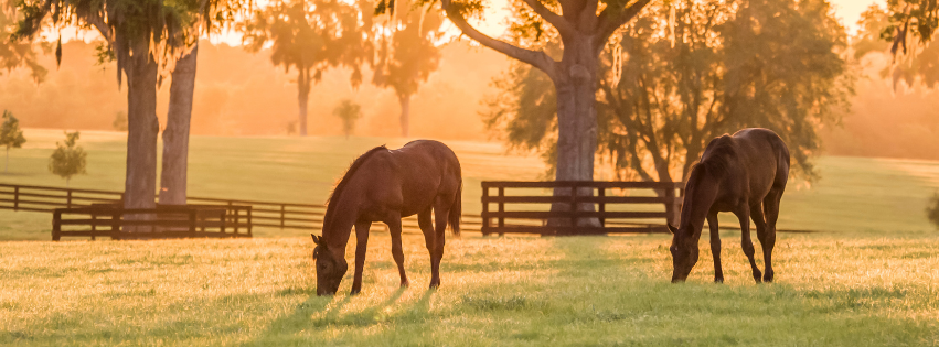 Cultivating Stewards Antimicrobial Stewardship and The Equine Practitioner