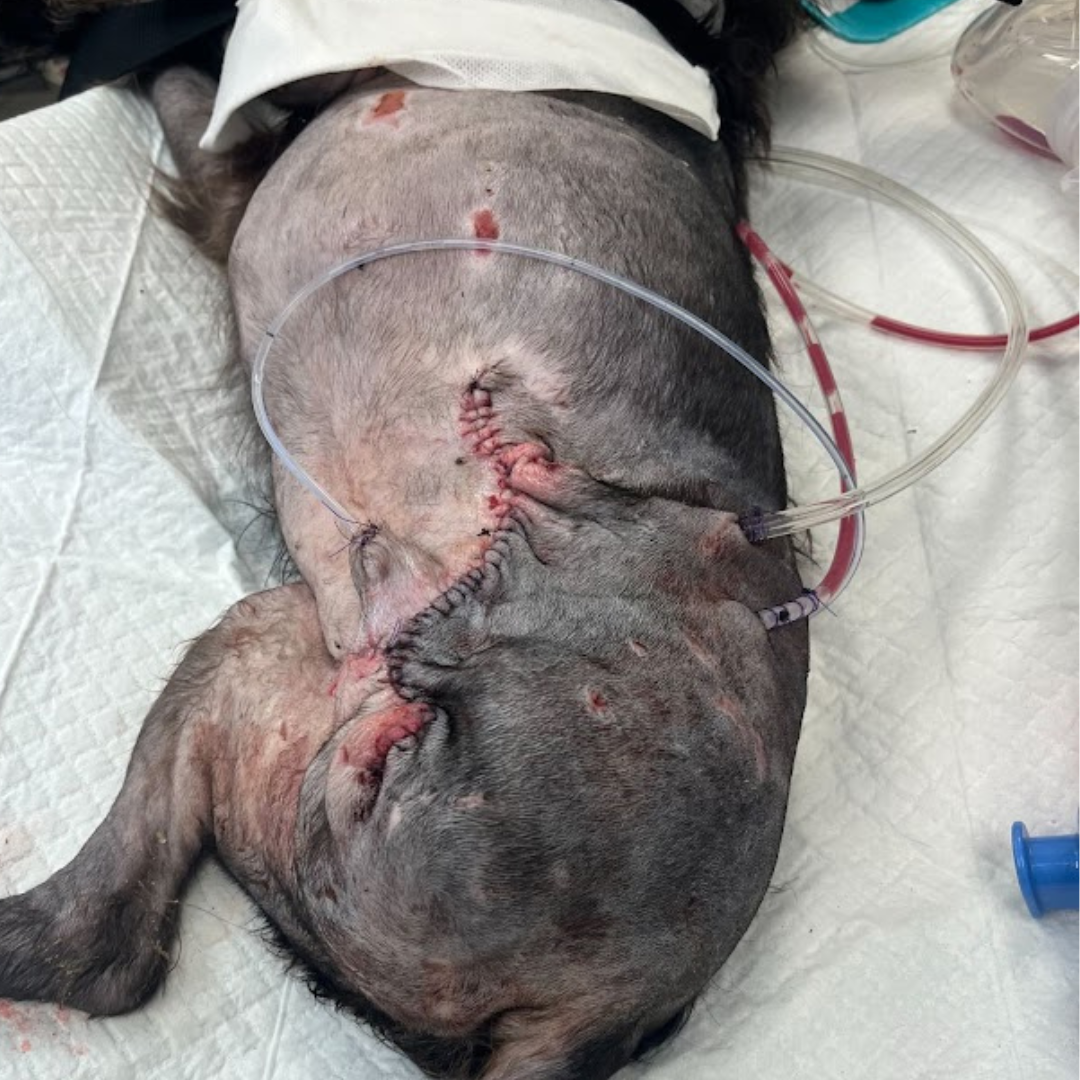 Vetlen case study 10-days Post Dog Attack  image - 1