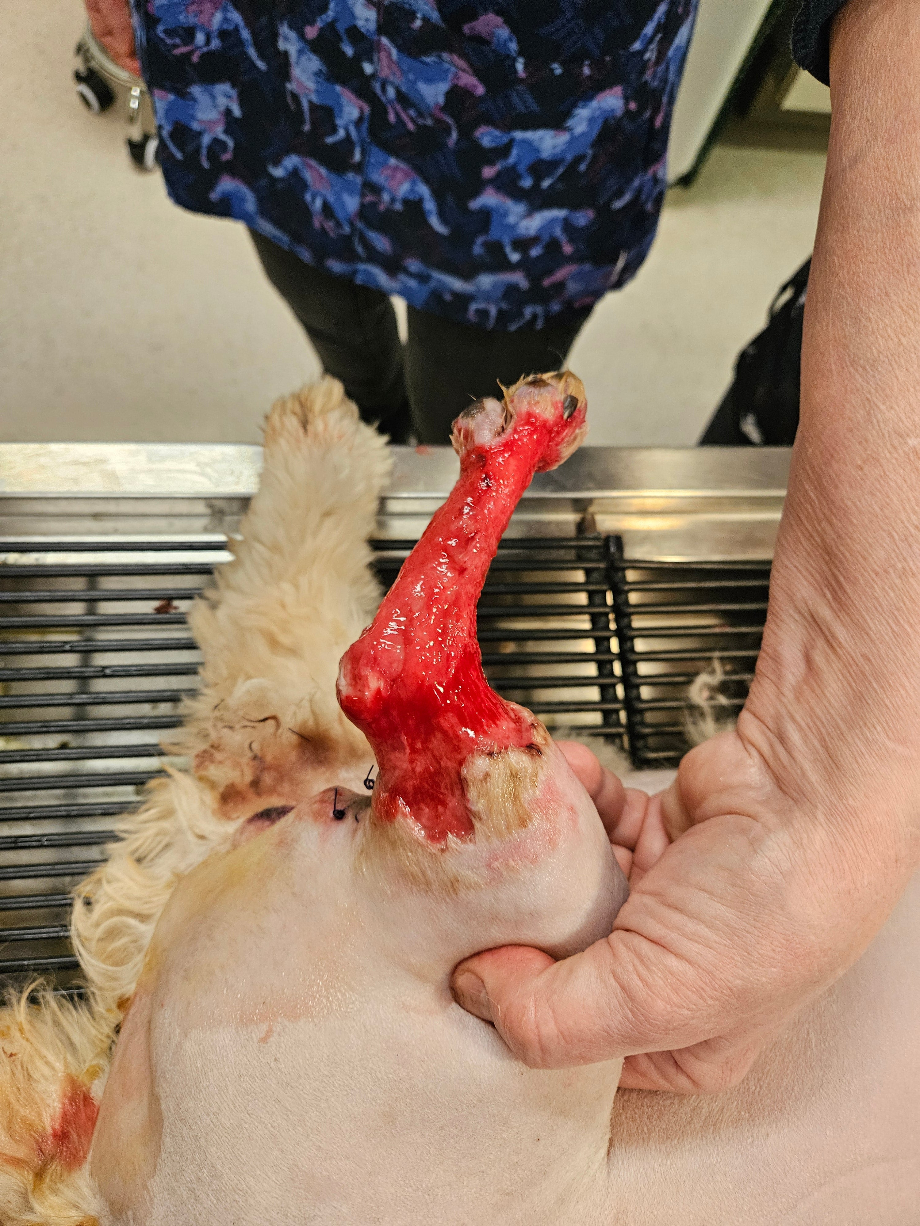 Vetlen case study Degloving Injury of Left Tarsometarsal Region, Resulting in Skin Sloughing and Mixed Bacterial Infection  image - 2