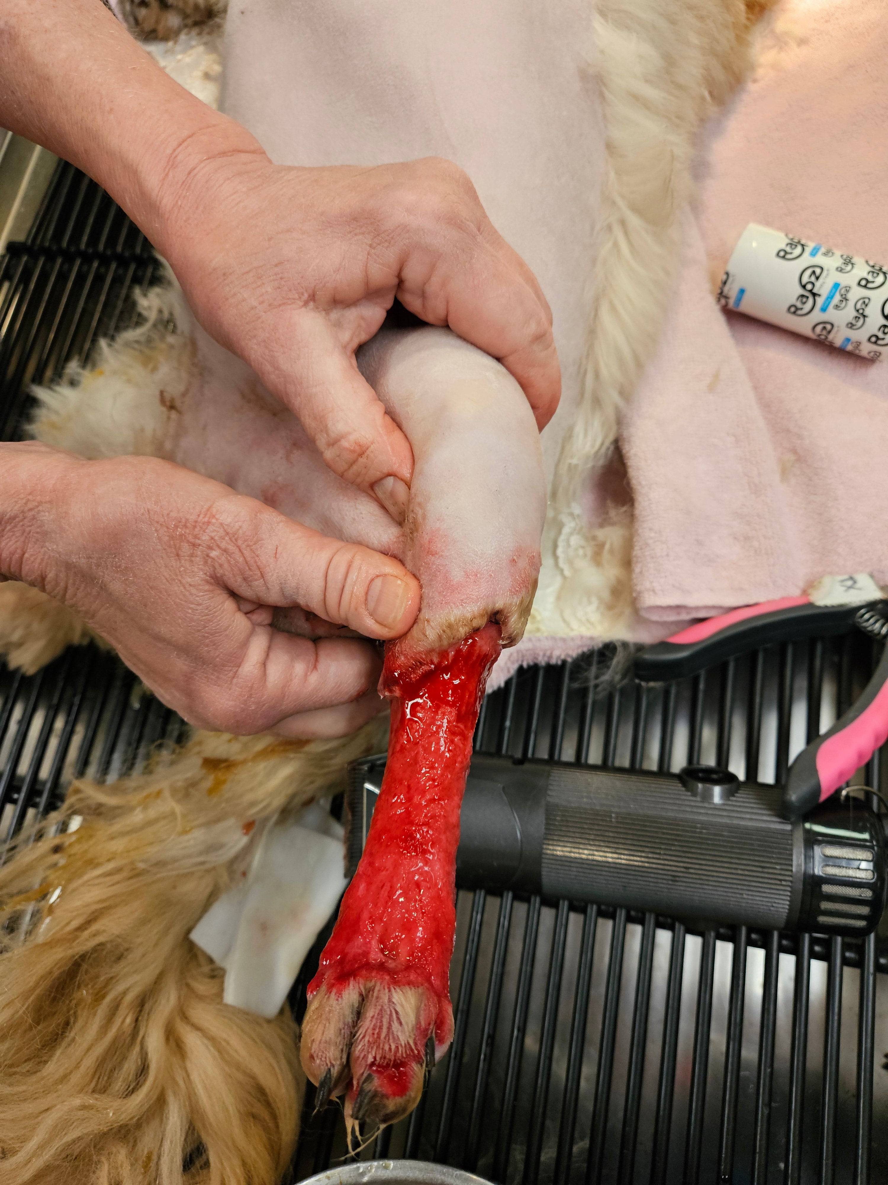 Vetlen case study Degloving Injury of Left Tarsometarsal Region, Resulting in Skin Sloughing and Mixed Bacterial Infection  image - 2