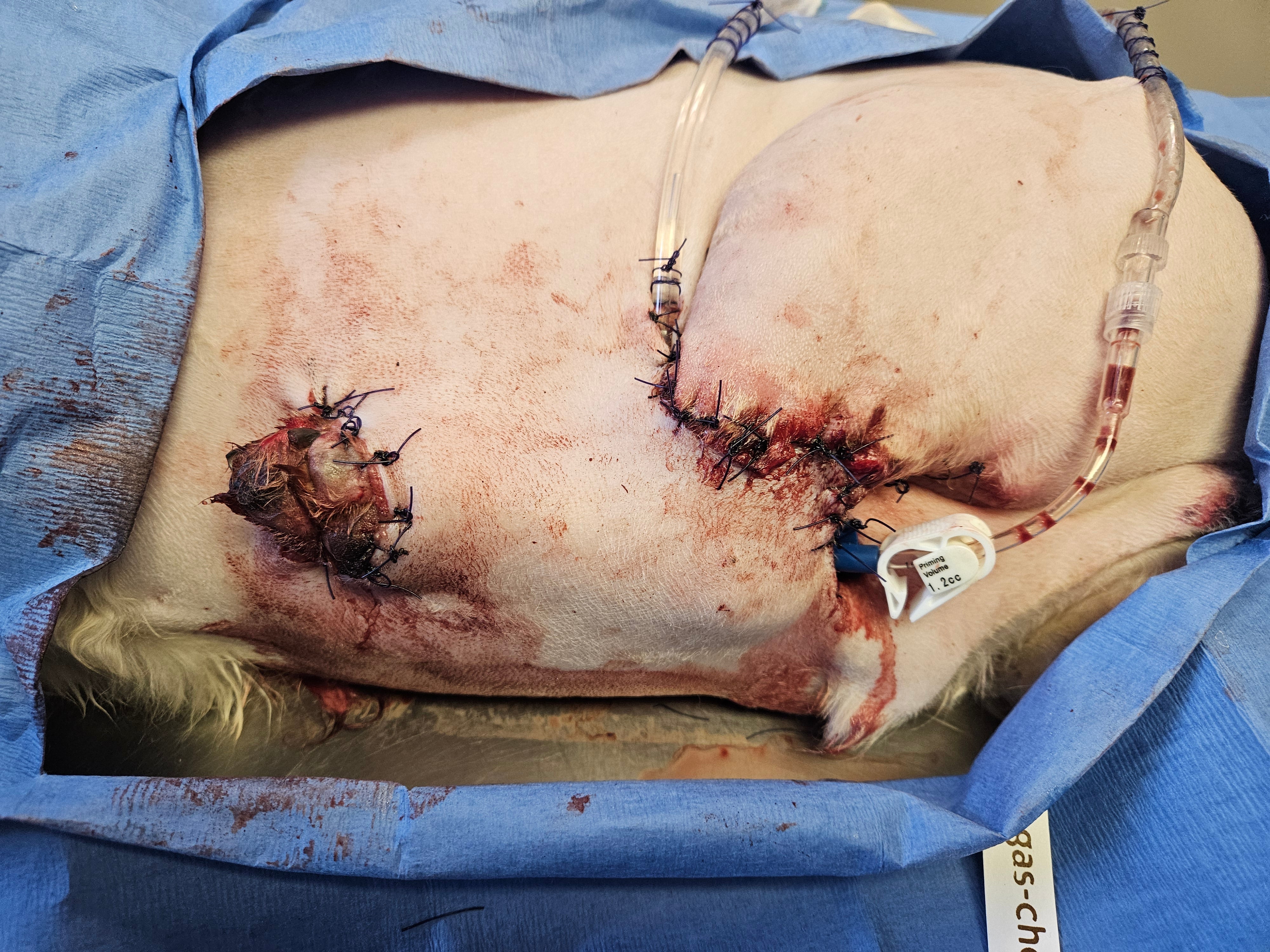 Vetlen case study Degloving Injury of Left Tarsometarsal Region, Resulting in Skin Sloughing and Mixed Bacterial Infection  image - 2