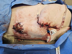 Vetlen case study image - Degloving Injury of Left Tarsometarsal Region, Resulting in Skin Sloughing and Mixed Bacterial Infection