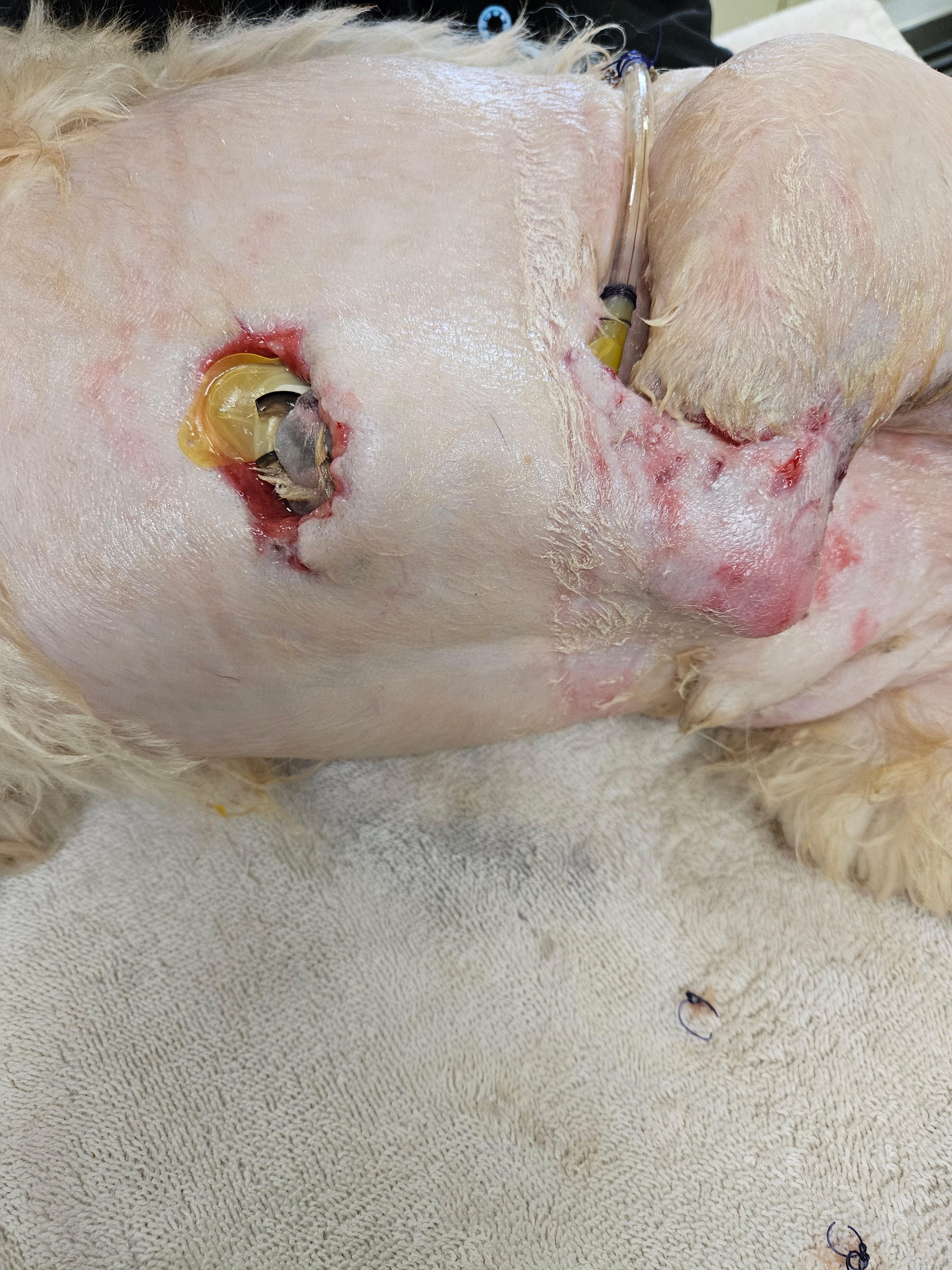 Vetlen case study Degloving Injury of Left Tarsometarsal Region, Resulting in Skin Sloughing and Mixed Bacterial Infection  image - 2