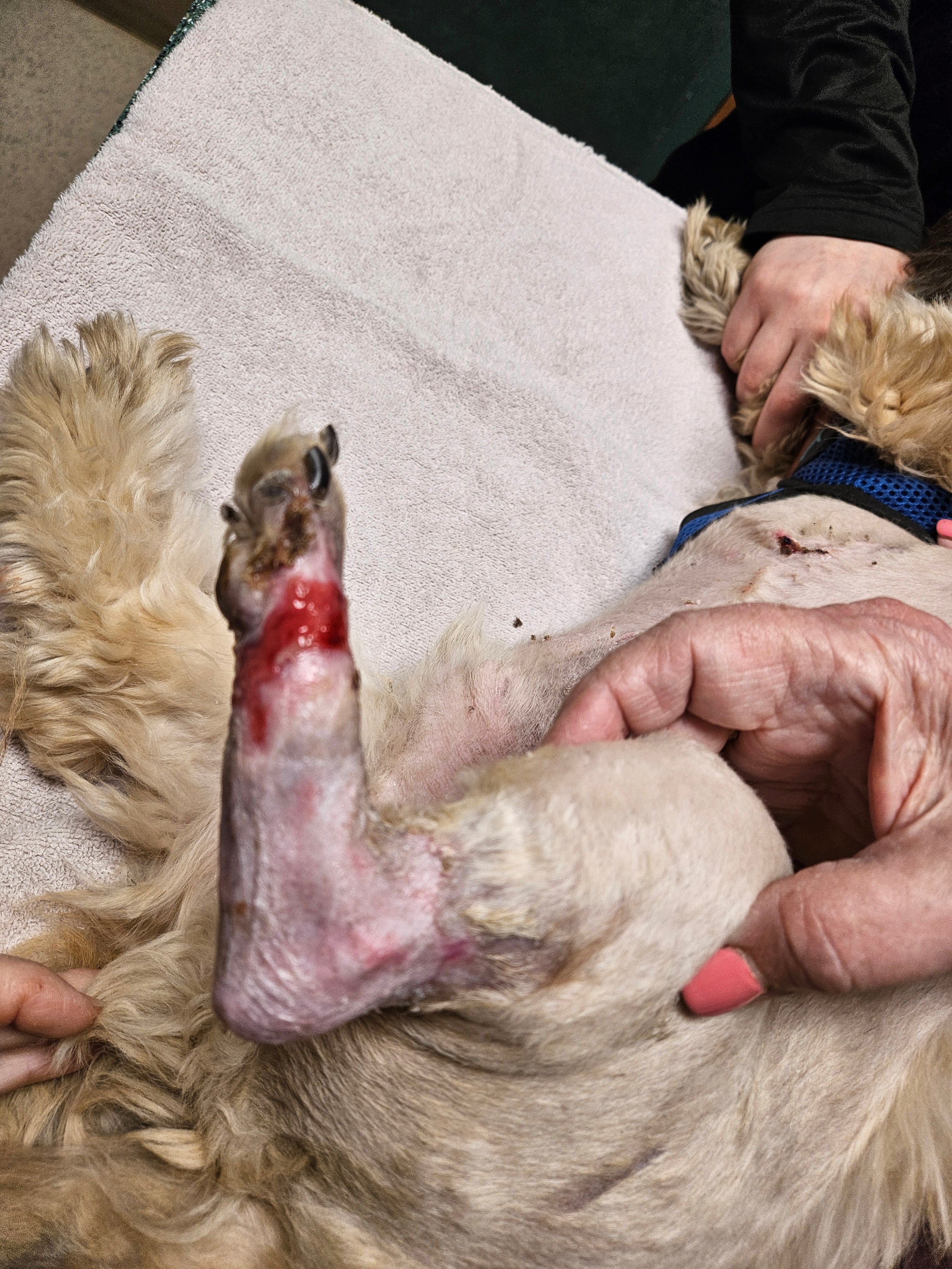 Vetlen case study Degloving Injury of Left Tarsometarsal Region, Resulting in Skin Sloughing and Mixed Bacterial Infection  image - 2