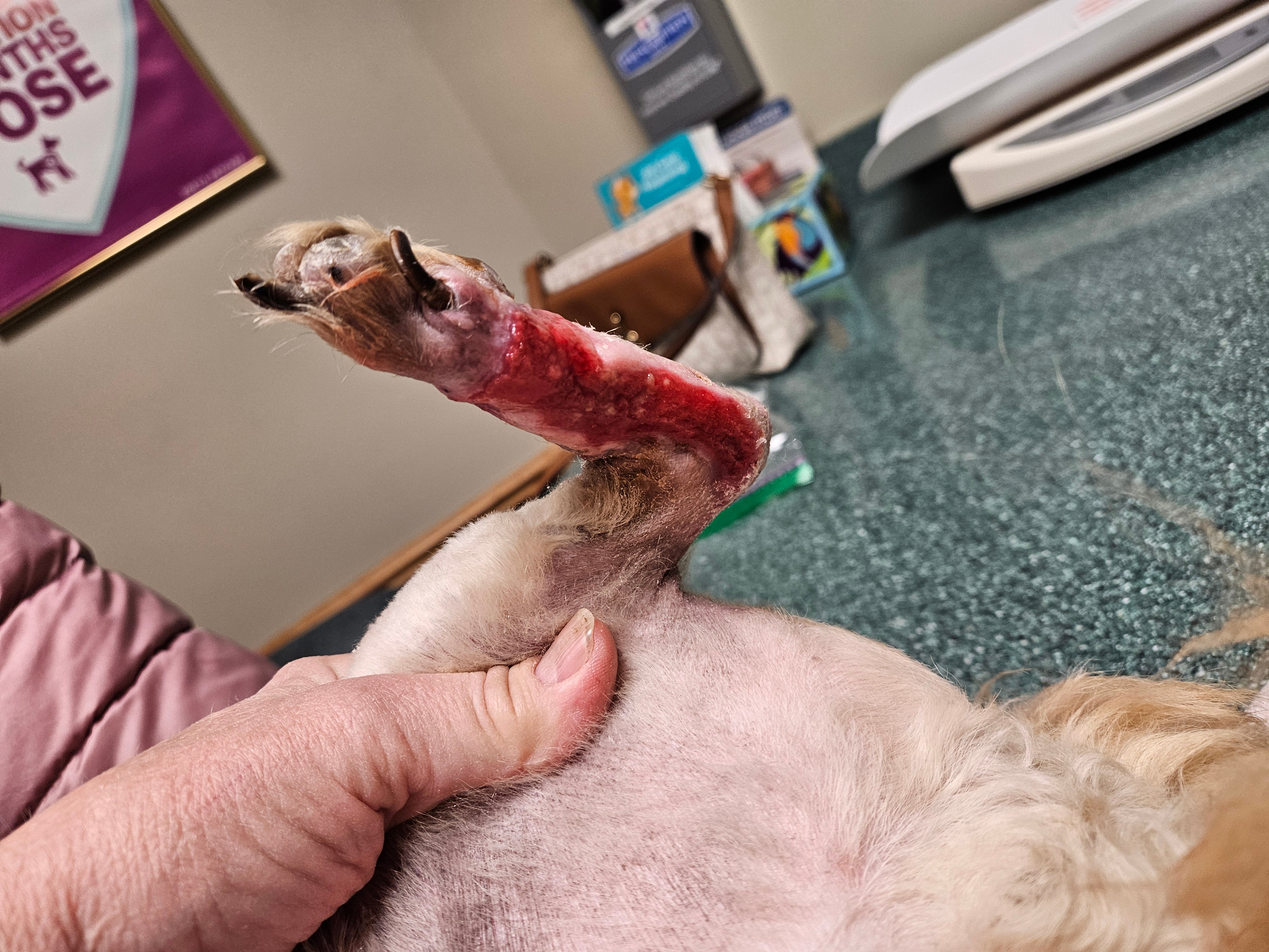 Vetlen case study Degloving Injury of Left Tarsometarsal Region, Resulting in Skin Sloughing and Mixed Bacterial Infection  image - 2