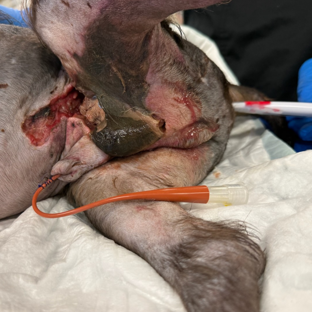 Vetlen case study 10-days Post Dog Attack  image - 1