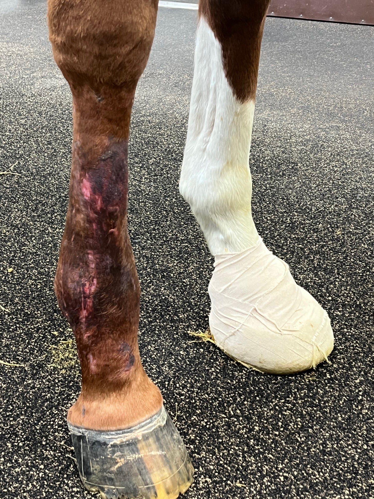 Vetlen case study Fetlock Arthrodesis Due To Degenerative Arthritis image - 3