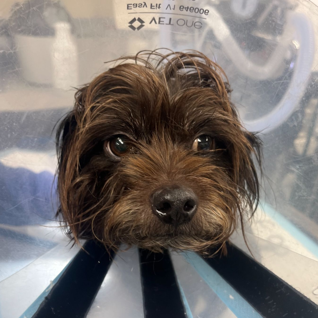 Vetlen case study 10-days Post Dog Attack  image - 1