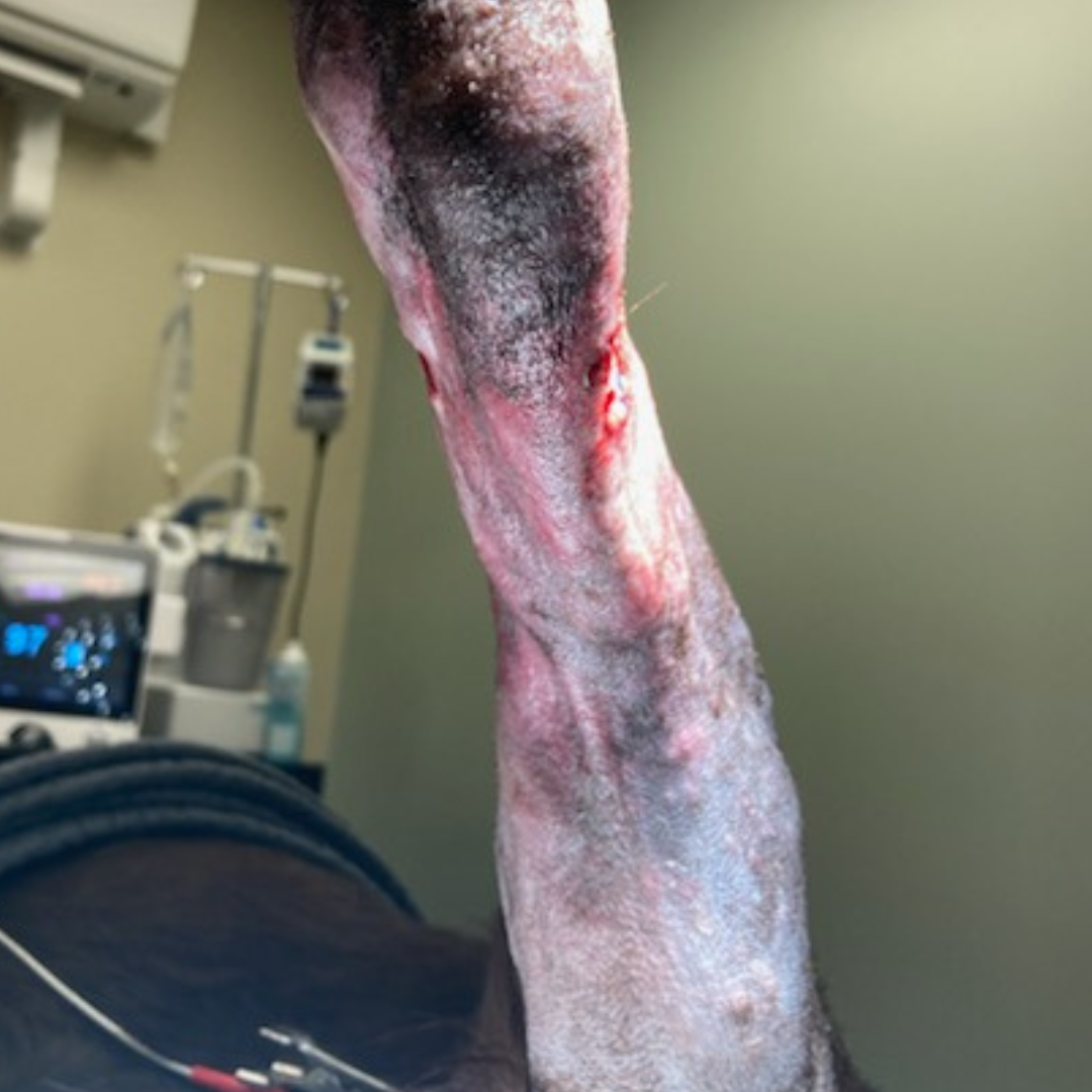 Vetlen case study Torn Left Hind Achilles image - 6