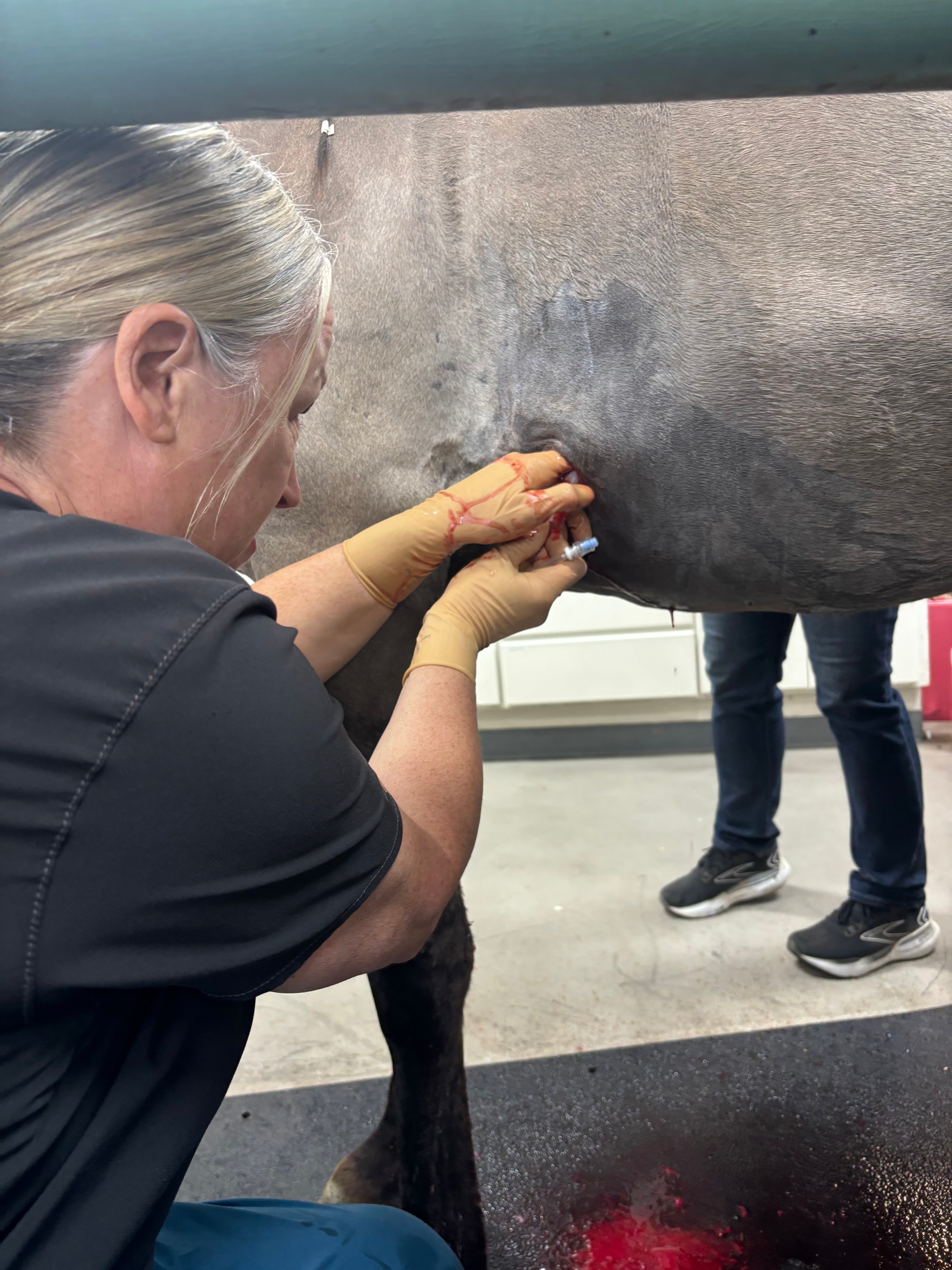 Vetlen case study Thoracic Puncture Wound Leading to Splenic Abscess image - 7