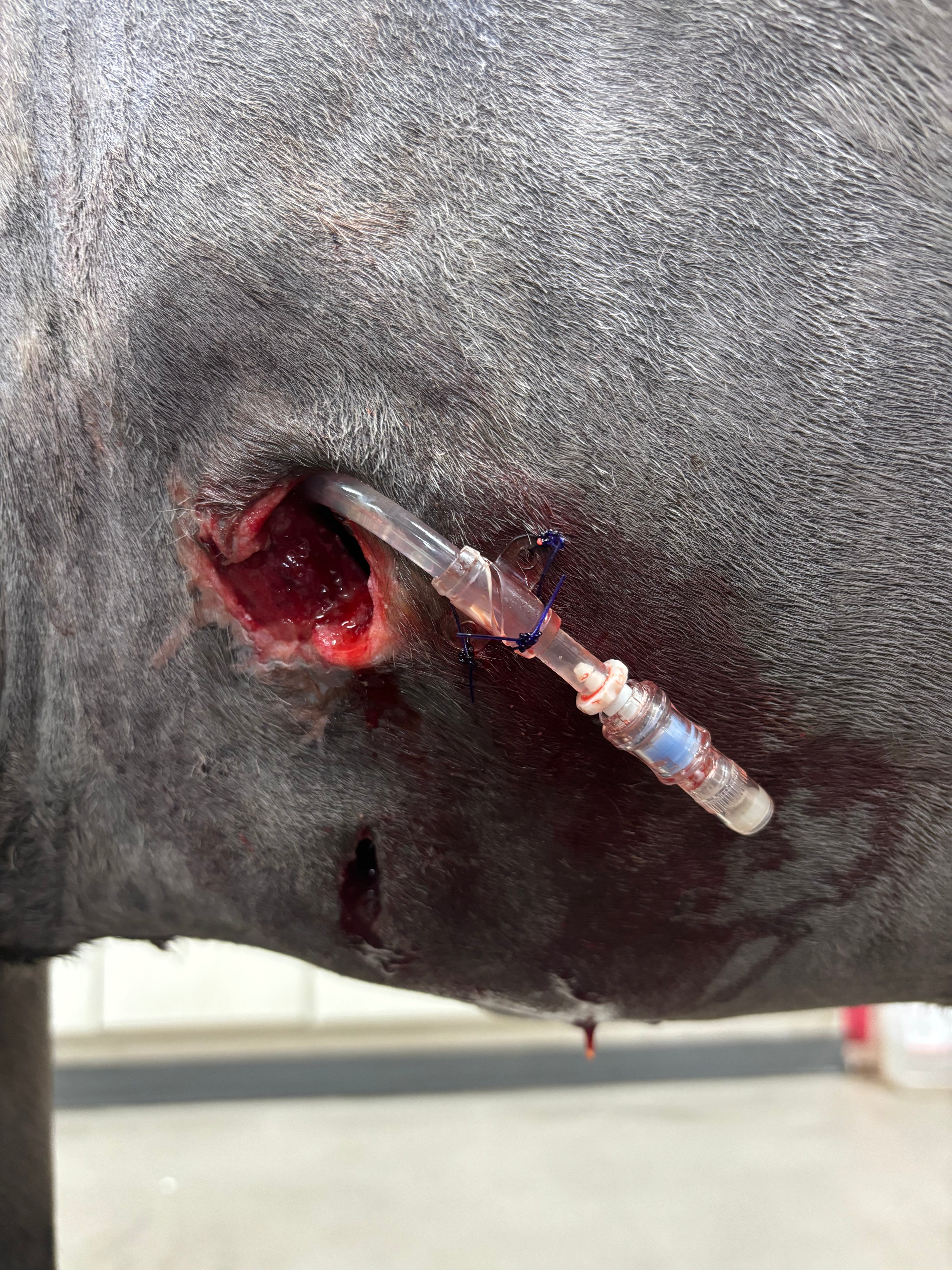 Vetlen case study Thoracic Puncture Wound Leading to Splenic Abscess image - 7