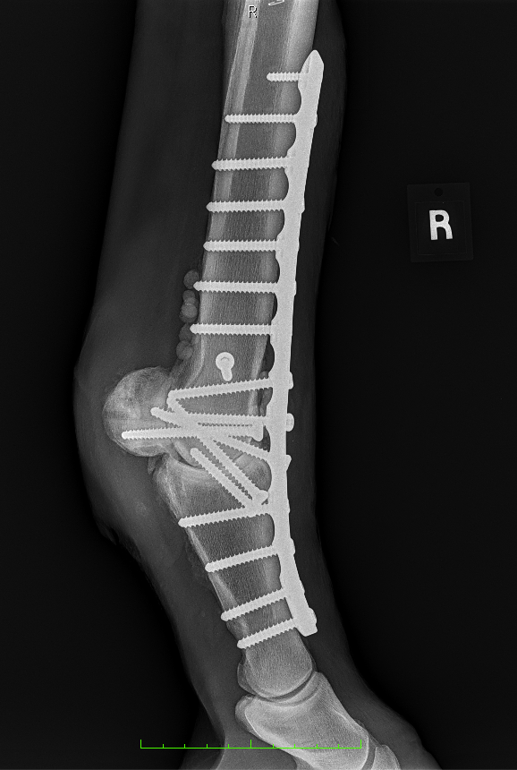 Vetlen case study Fetlock Arthrodesis Due To Degenerative Arthritis image - 3