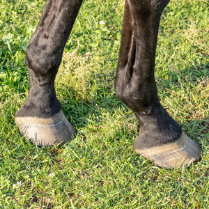 Vetlen case study image - Left Tibial Tarsal Septic Arthritis