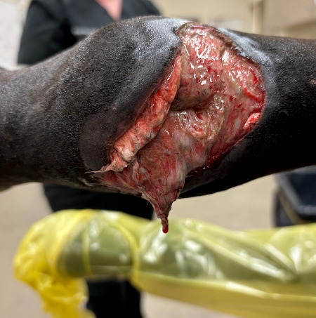 Vetlen case study Right Hind Dorsal Fetlock Laceration and Trauma image - 11