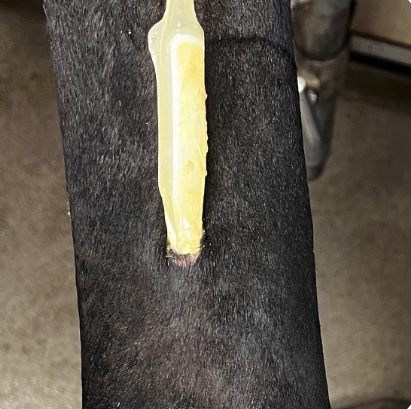Vetlen case study Right Hind Dorsal Fetlock Laceration and Trauma image - 11