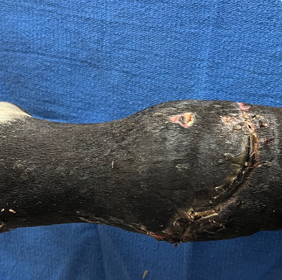 Vetlen case study Right Hind Dorsal Fetlock Laceration and Trauma image - 11