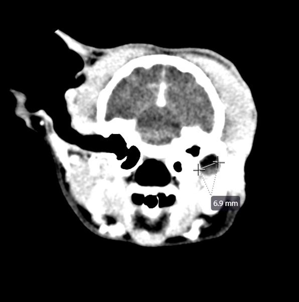Vetlen case study Recurrent Infection of Left Ear Canal Margins Following Total Ear Canal Ablation/Lateral Bulla Osteotomy (TECA-BO) Surgery/TECA Revision image - 1