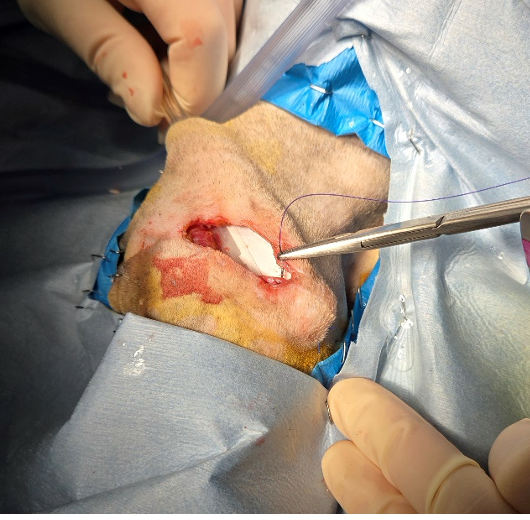 Vetlen case study Recurrent Infection of Left Ear Canal Margins Following Total Ear Canal Ablation/Lateral Bulla Osteotomy (TECA-BO) Surgery/TECA Revision image - 1