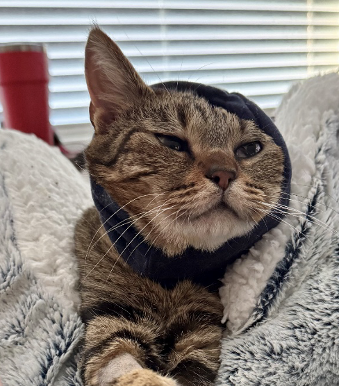 Vetlen case study Recurrent Infection of Left Ear Canal Margins Following Total Ear Canal Ablation/Lateral Bulla Osteotomy (TECA-BO) Surgery/TECA Revision image - 1