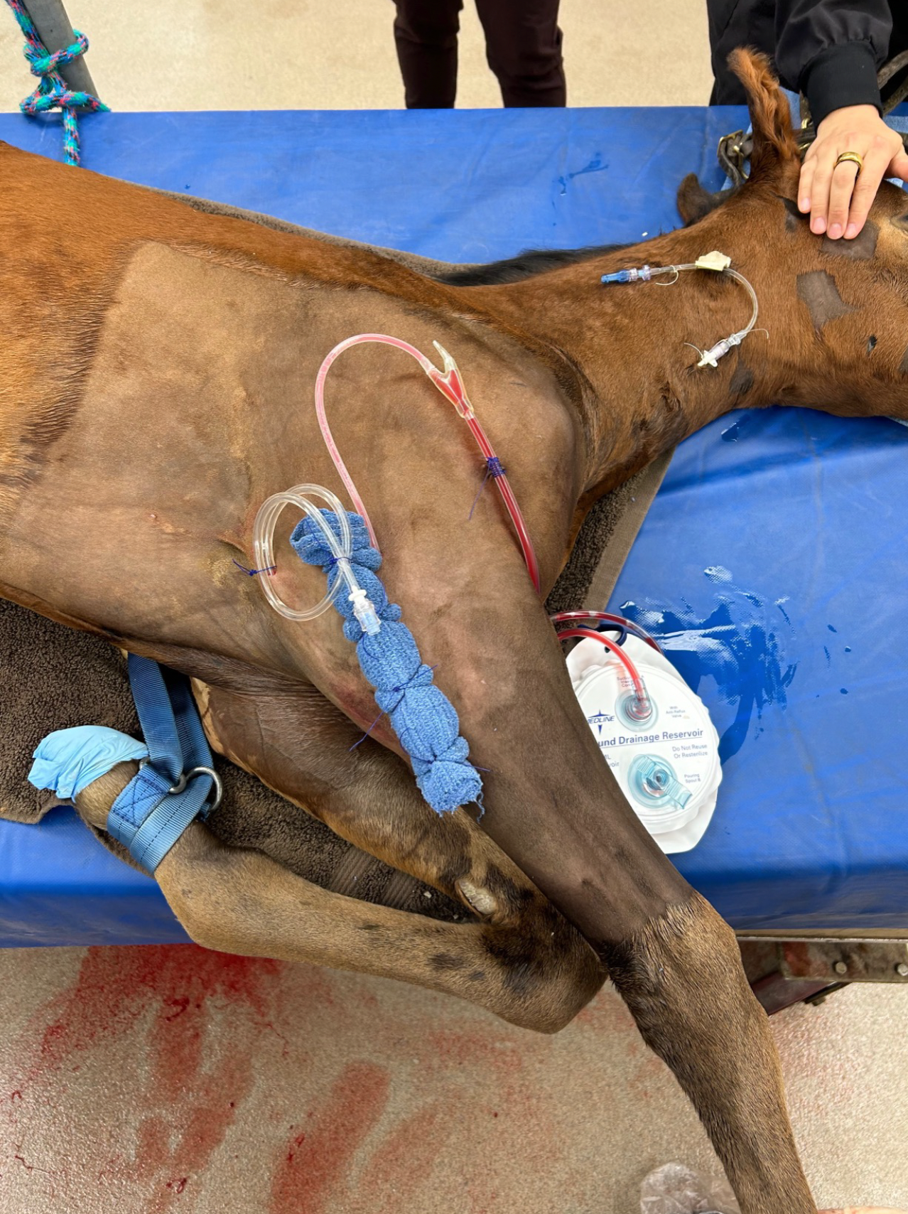 Vetlen case study Proximal Ulnar Physeal Fracture image - 2