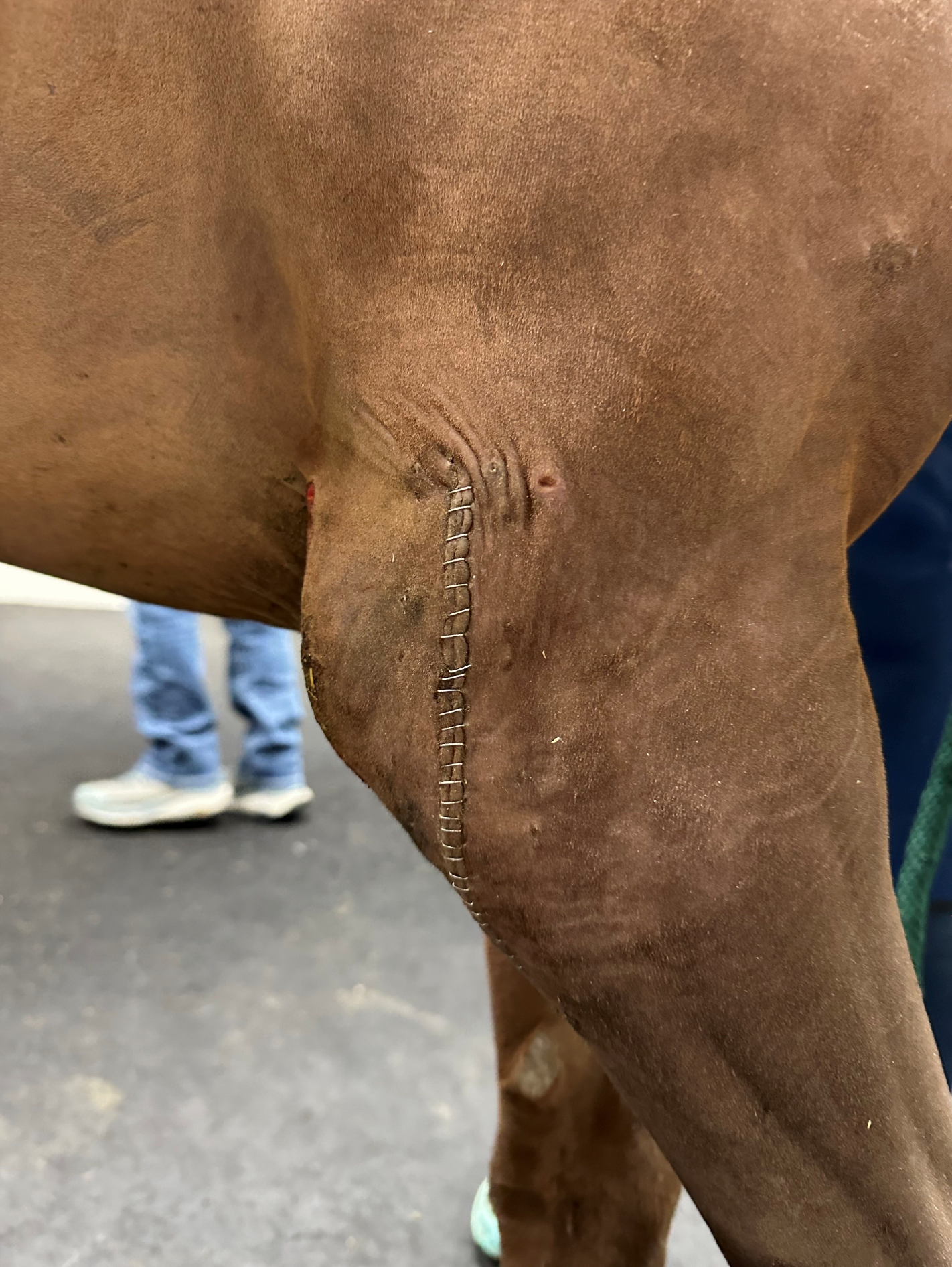 Vetlen case study Proximal Ulnar Physeal Fracture image - 2