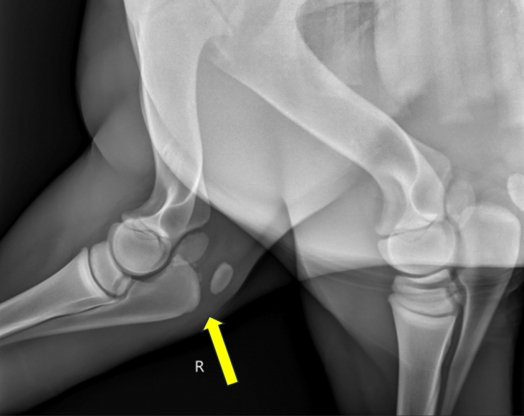 Vetlen case study Proximal Ulnar Physeal Fracture image - 2