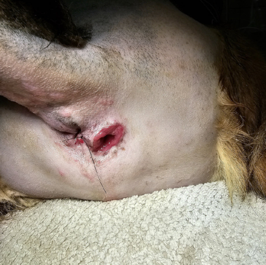 Vetlen case study Chronic Multi-drug Resistant Wound (> 1 year) Lateral to Anus image - 10