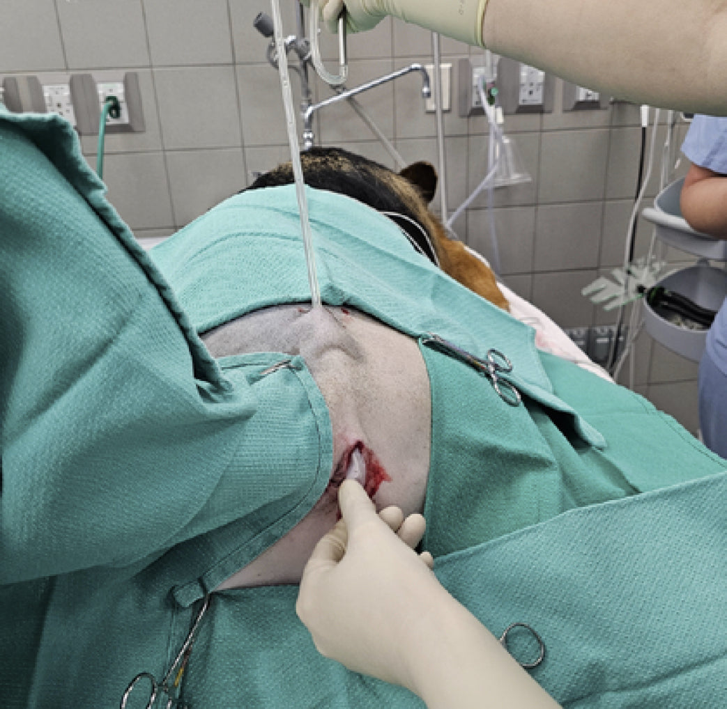 Vetlen case study Chronic Multi-drug Resistant Wound (> 1 year) Lateral to Anus image - 10