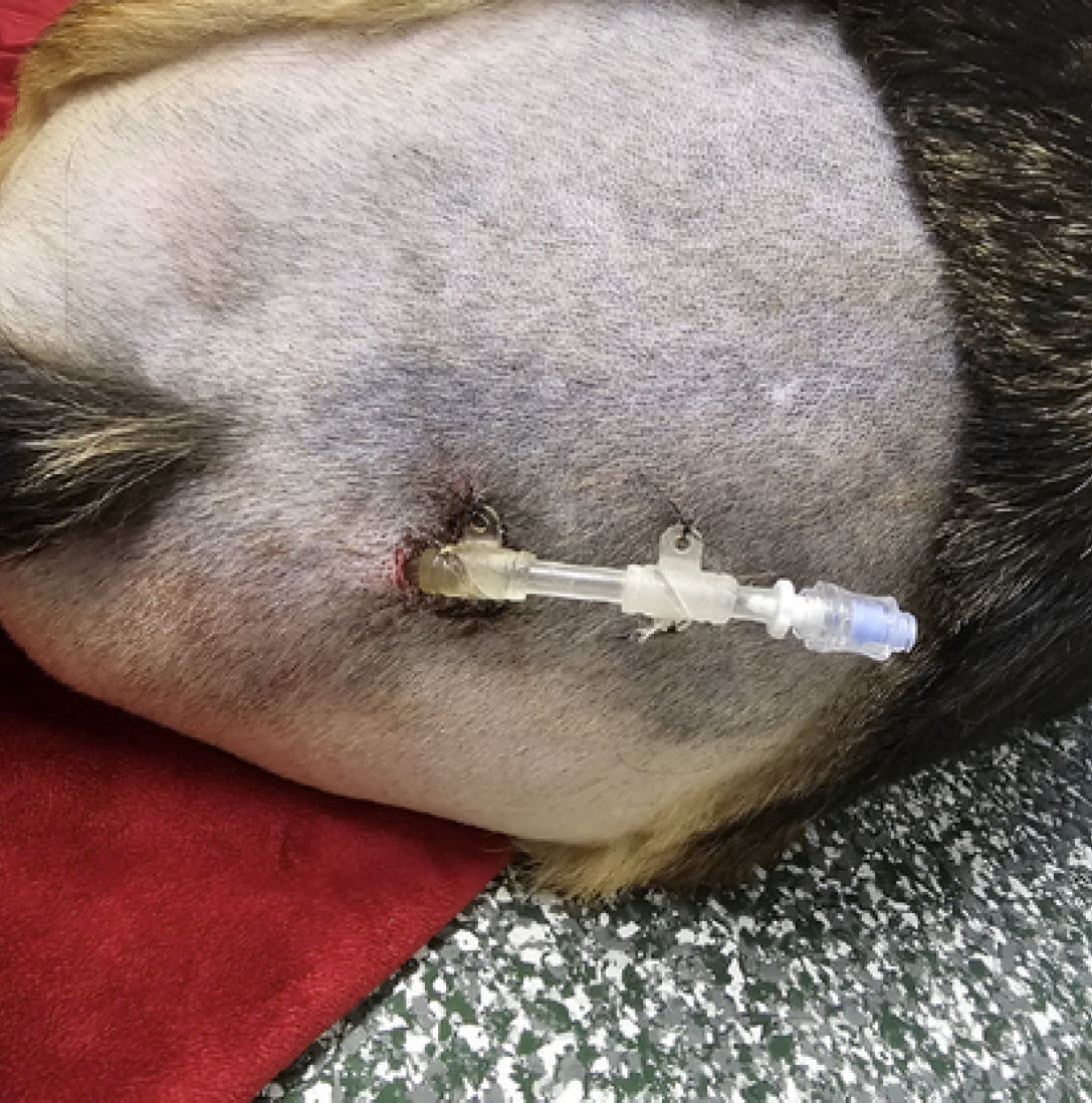 Vetlen case study Chronic Multi-drug Resistant Wound (> 1 year) Lateral to Anus image - 10