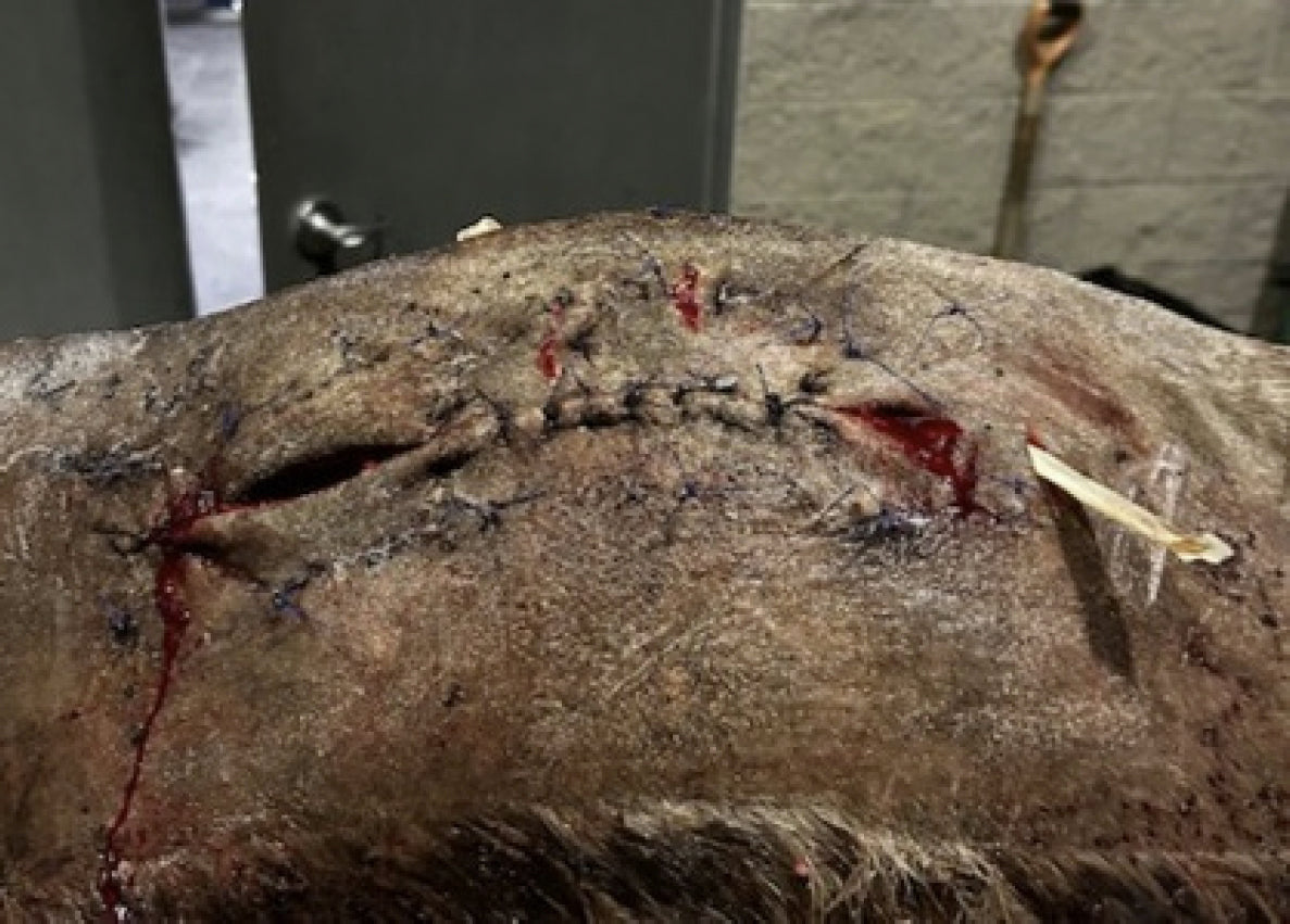 Vetlen case study Infected Supraspinous Bursa (Fistulous Withers) image - 9