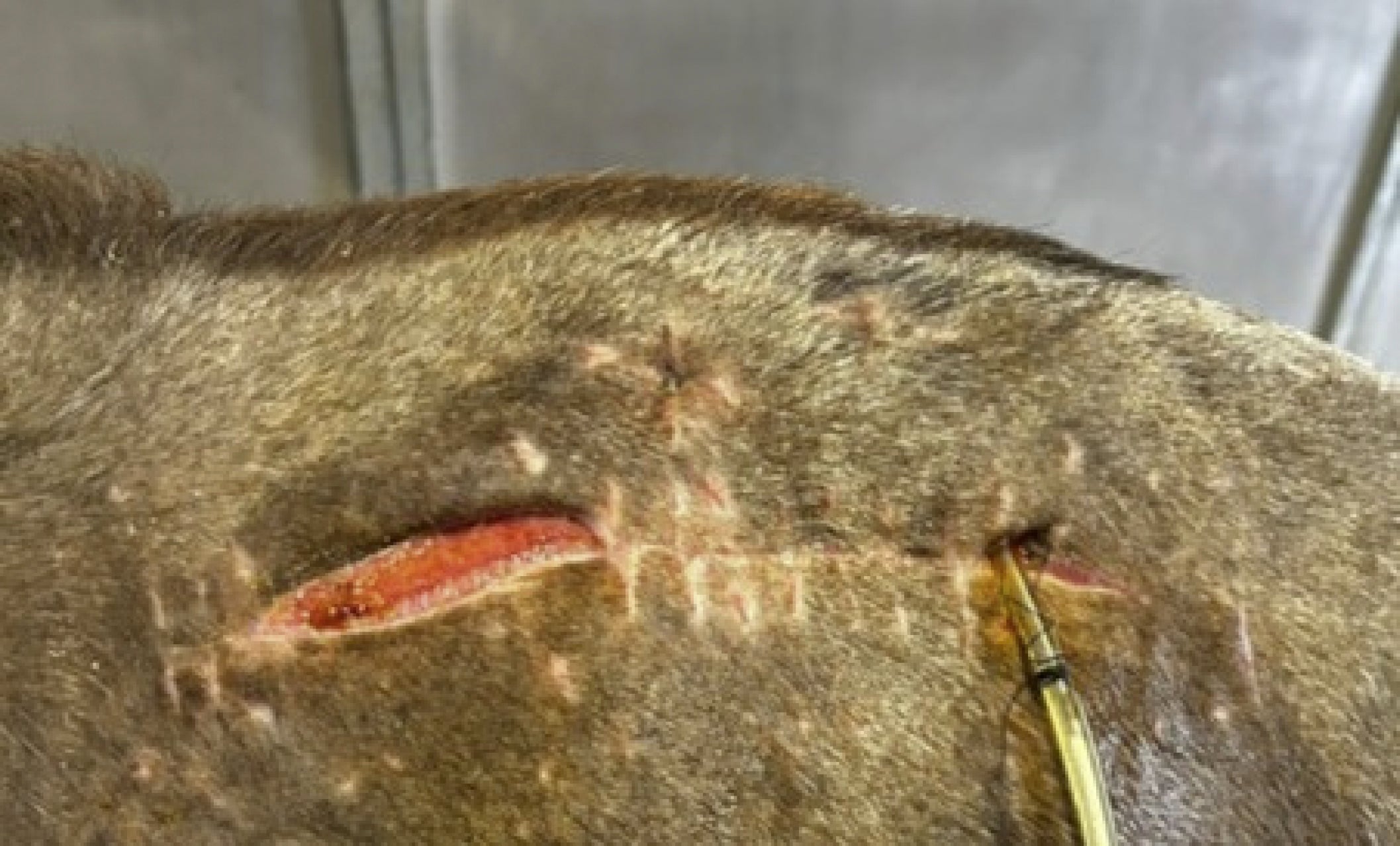 Vetlen case study Infected Supraspinous Bursa (Fistulous Withers) image - 9