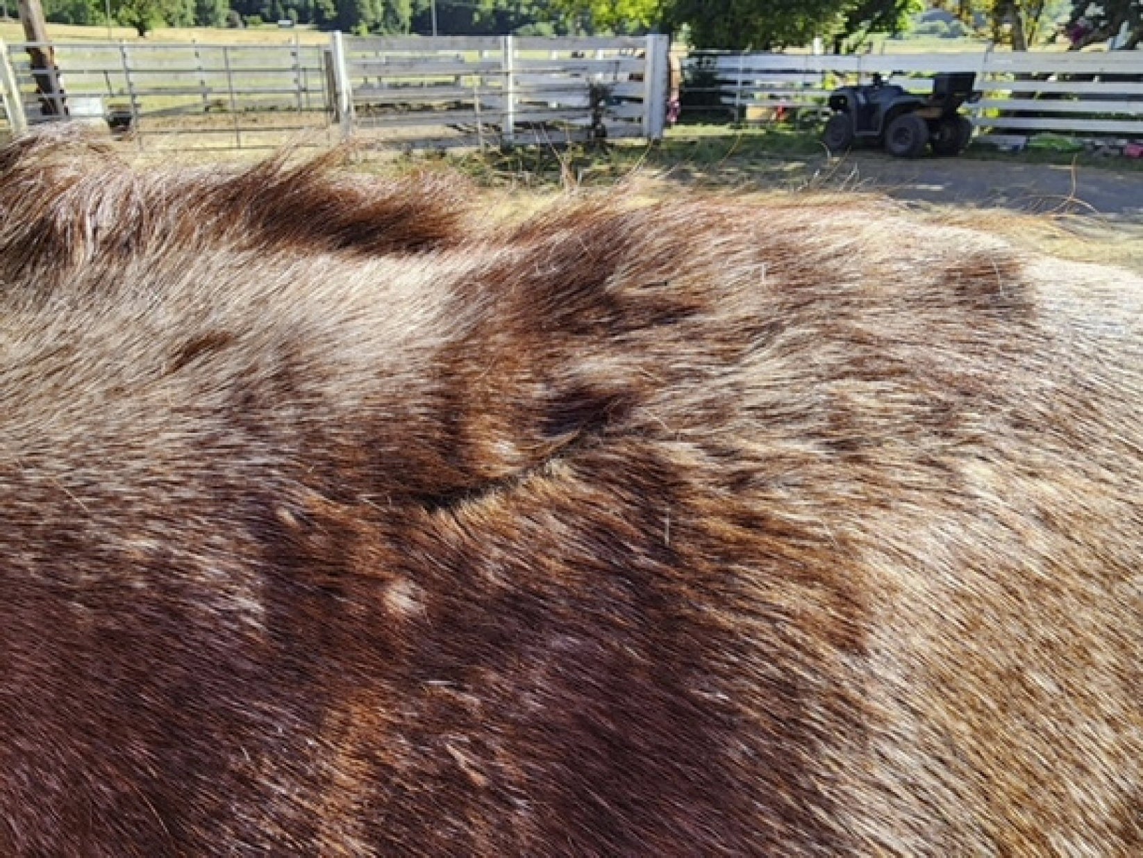 Vetlen case study Infected Supraspinous Bursa (Fistulous Withers) image - 9