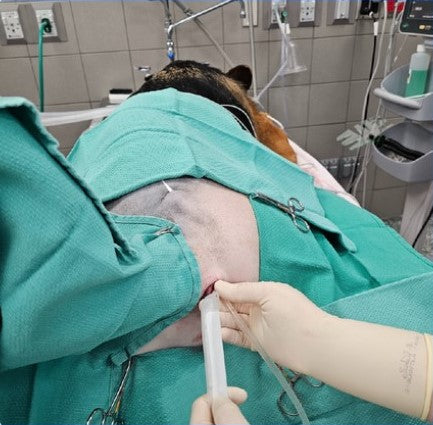 Vetlen case study Chronic Multi-drug Resistant Wound (> 1 year) Lateral to Anus image - 10