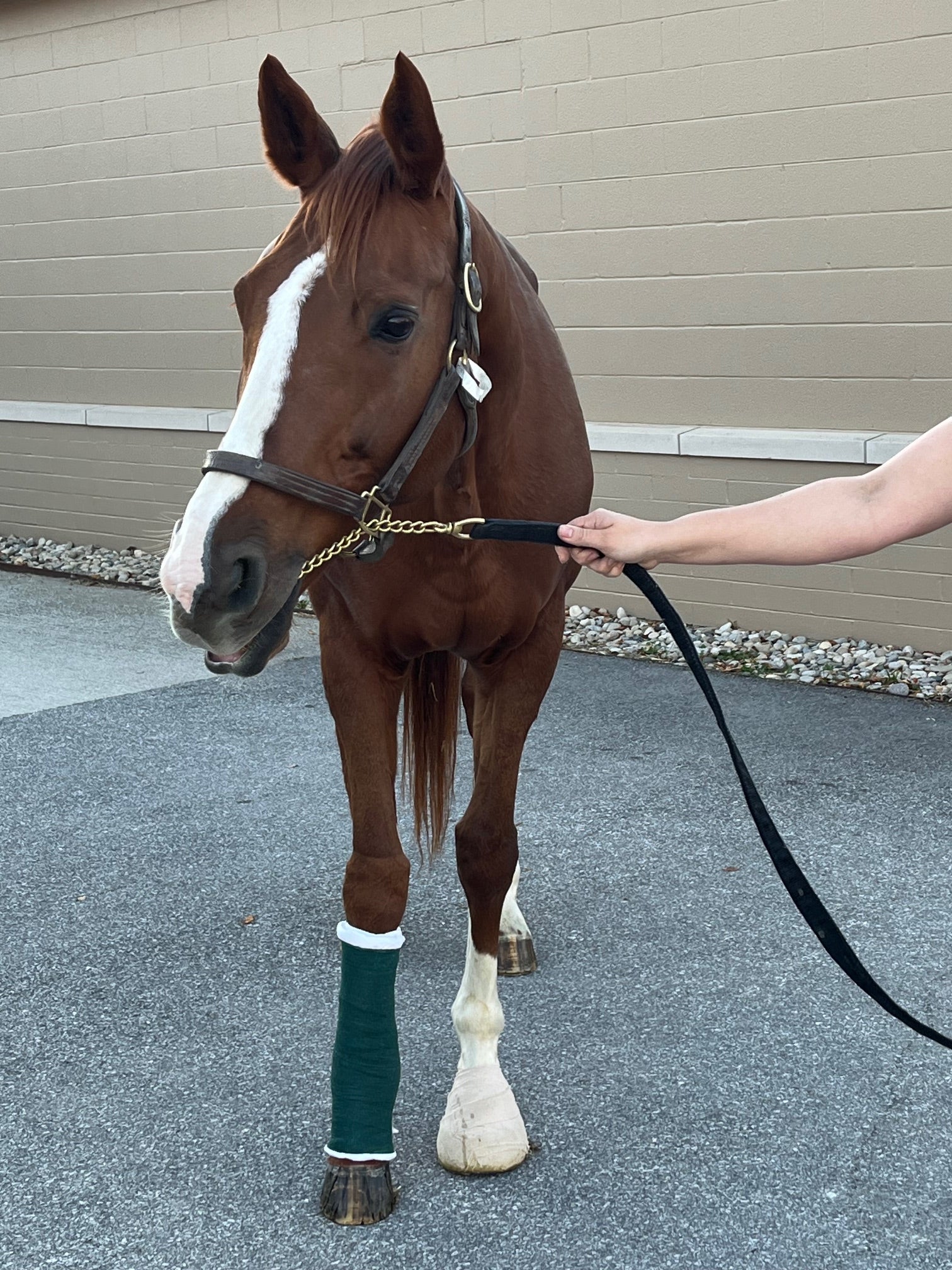 Vetlen case study Fetlock Arthrodesis Due To Degenerative Arthritis image - 3