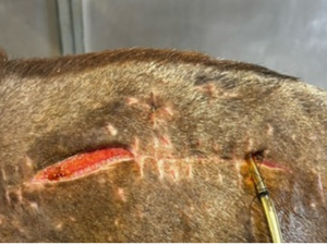 Vetlen case study image - Infected Supraspinous Bursa (Fistulous Withers)