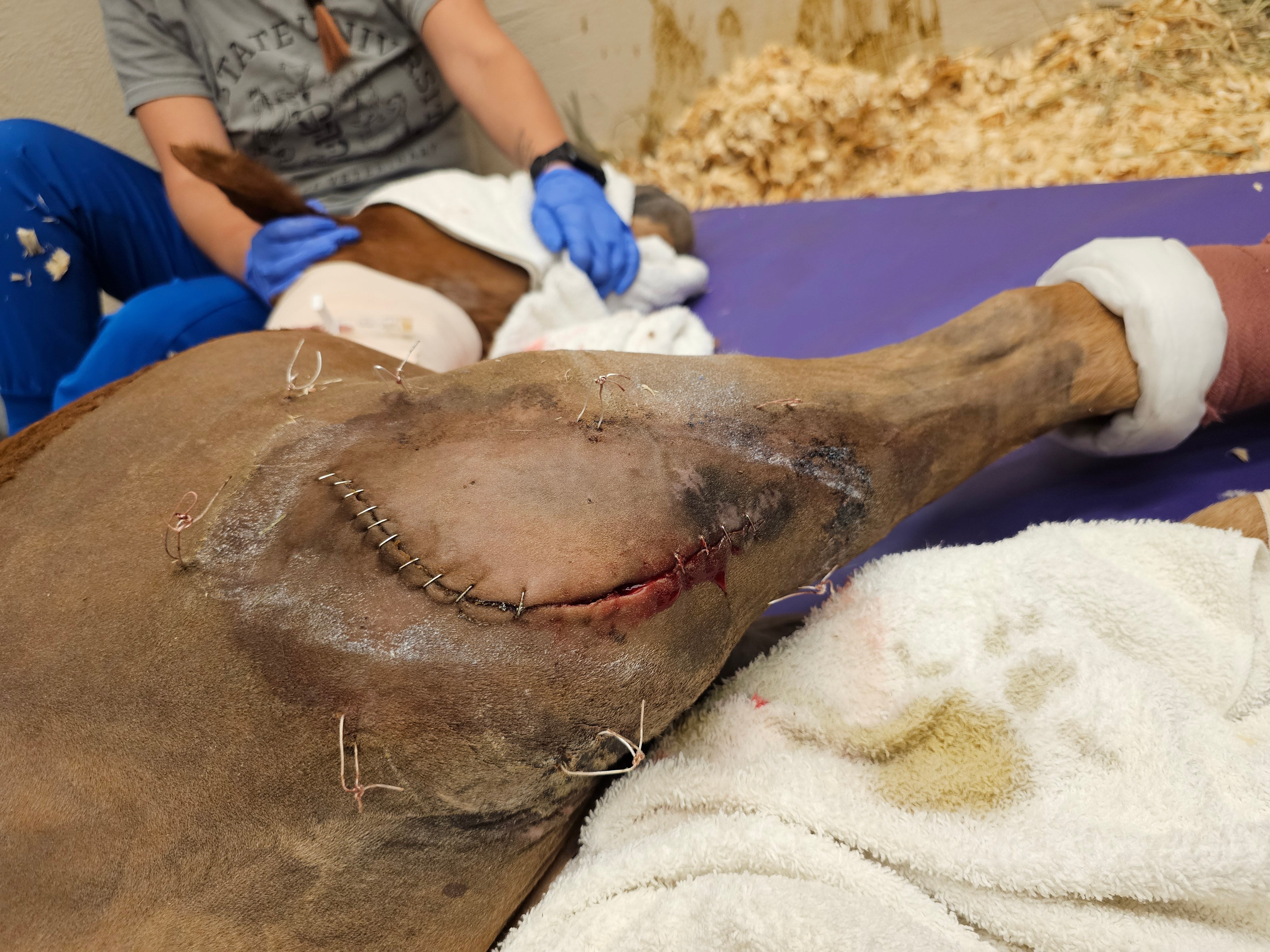 Vetlen case study Type I Olecranon Fracture image - 1