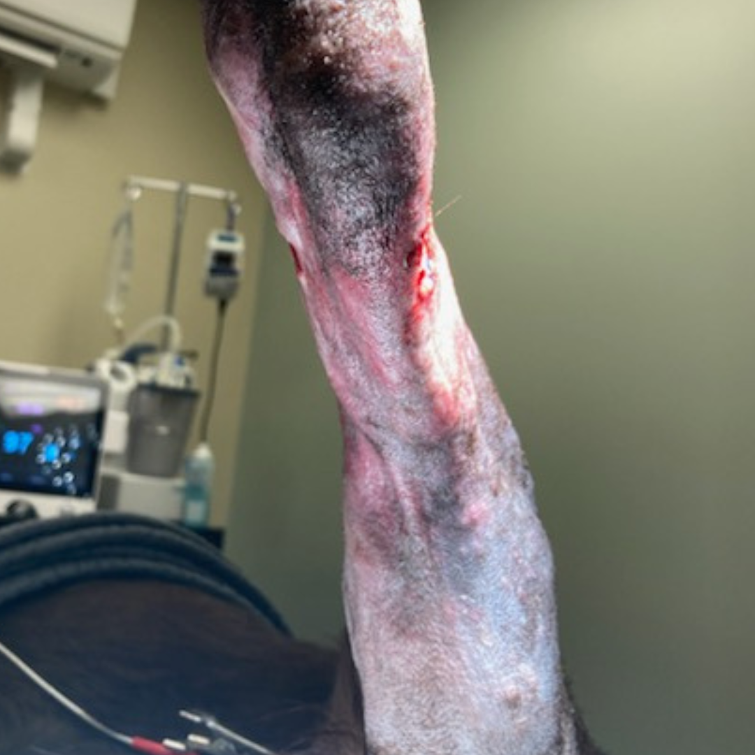 Vetlen case study Torn Left Hind Achilles image - 1