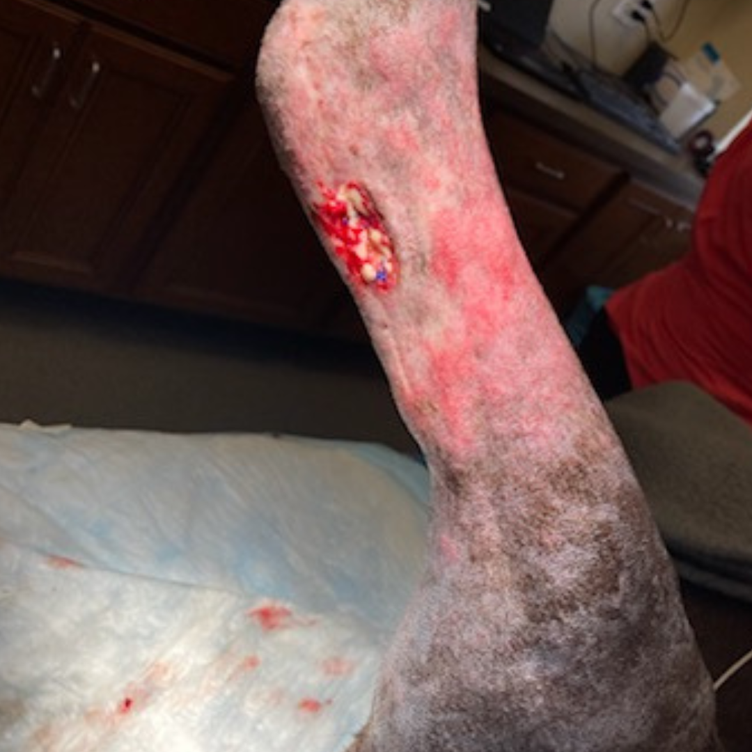 Vetlen case study Torn Left Hind Achilles image - 1