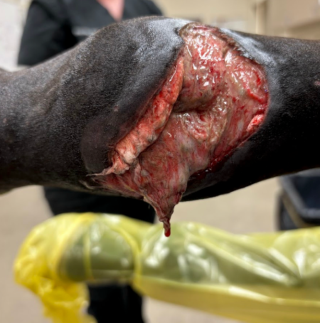 Vetlen case study Right Hind Dorsal Fetlock Laceration and Trauma image - 1