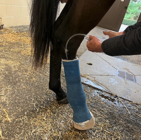 Vetlen case study Right Hind Dorsal Fetlock Laceration and Trauma image - 1