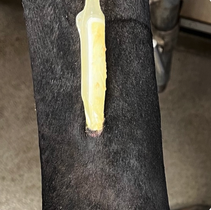 Vetlen case study Right Hind Dorsal Fetlock Laceration and Trauma image - 1