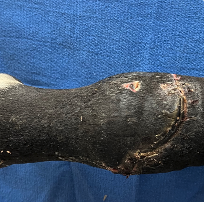 Vetlen case study Right Hind Dorsal Fetlock Laceration and Trauma image - 1