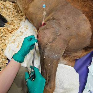 Vetlen case study image - Type I Olecranon Fracture